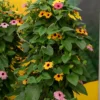 Schwarzäugige Susanne Mischung (pink, orange, weiß) (x3) - Blütenteppich im Nu