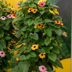 Schwarzäugige Susanne Mischung (pink, orange, weiß) (x3) - Blütenteppich im Nu