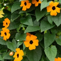 Schwarzäugige Susanne 'Orange' - Blüht bis zum ersten Frost