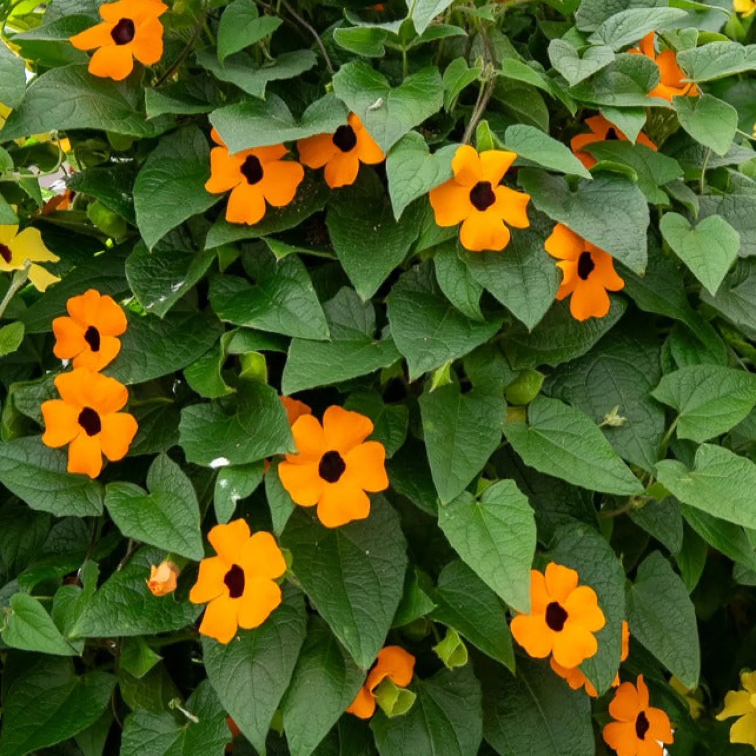 Schwarzäugige Susanne 'Orange' - Blüht bis zum ersten Frost
