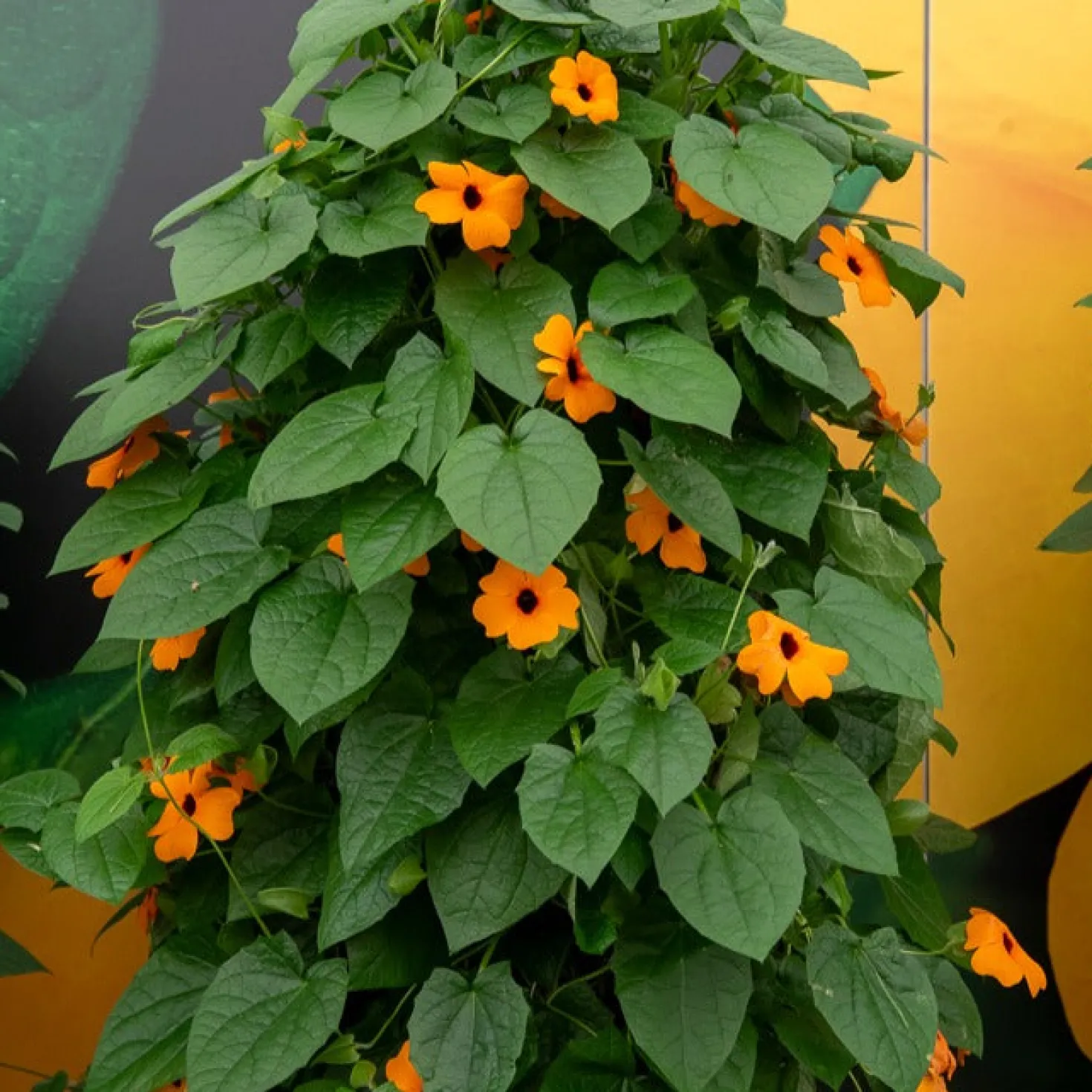 Schwarzäugige Susanne 'Orange' - Blüht bis zum ersten Frost
