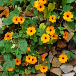 Schwarzäugige Susanne 'Orange' - Blüht bis zum ersten Frost