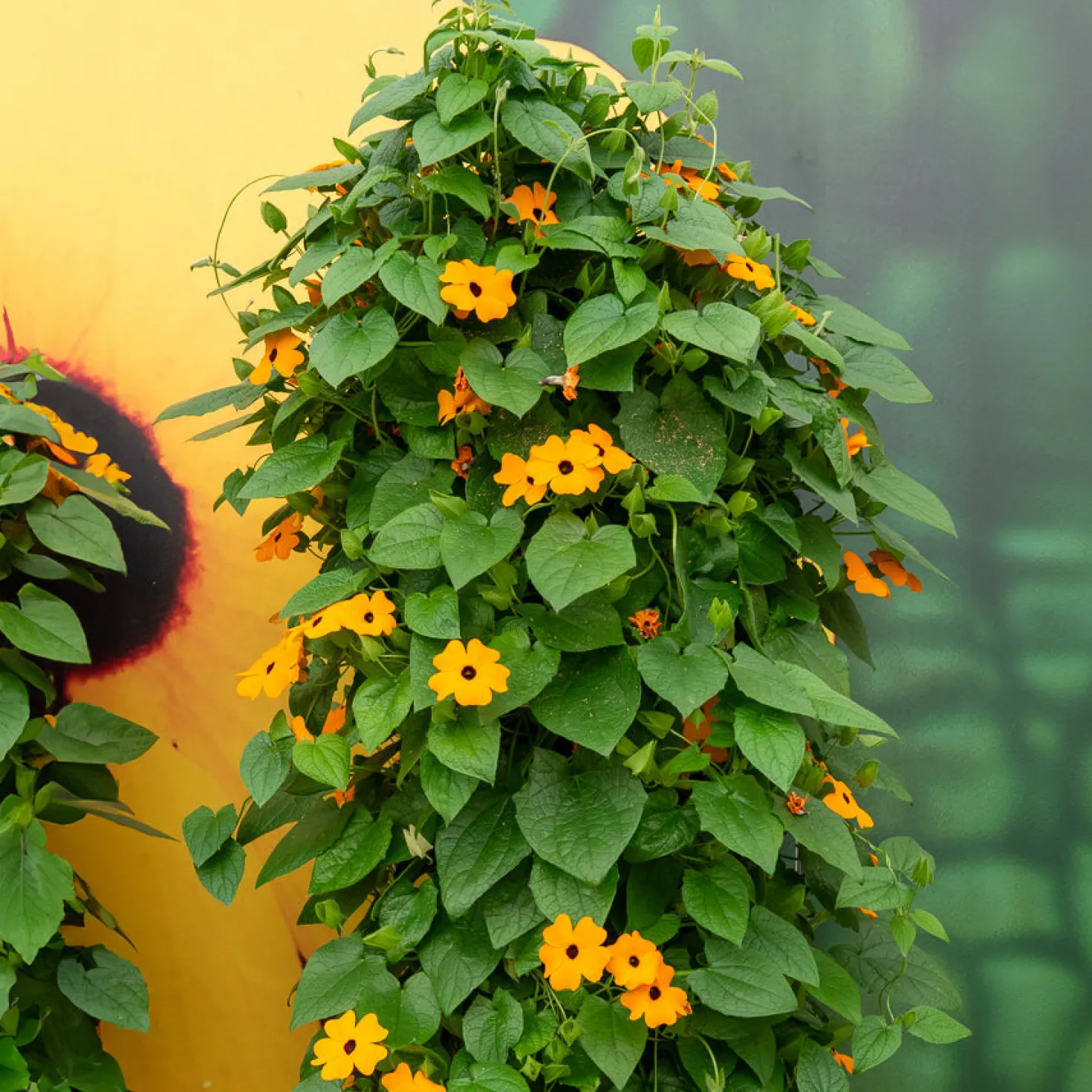 Schwarzäugige Susanne 'Orange' - Blüht bis zum ersten Frost