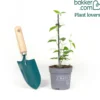 Schwarzäugige Susanne ‘Sunny Susy Brownie’® - Blüten in 8 Wochen
