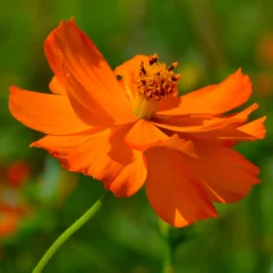 Schwefel-Cosmea Brightlights - Leuchtend orange Sommerblüten
