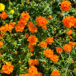 Schwefel-Cosmea Brightlights - Leuchtend orange Sommerblüten