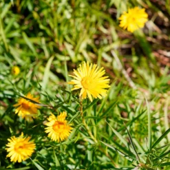 Schwertblättriger Alant - Sonnengelb ohne Aufwand