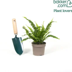 Schwertfarn Nephrolepis 'Green Lady' - Frisches Grün sofort