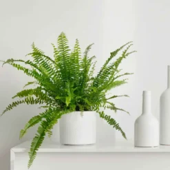 Schwertfarn Nephrolepis 'Green Lady' - Frisches Grün sofort