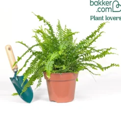 Schwertfarn Nephrolepis 'Green Lady' - Frisches Grün sofort