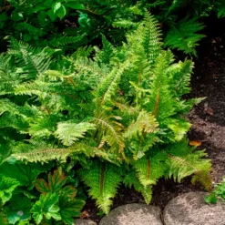 Schwertfarn ‘Plumoso-Densum’ - Grüner Zauber im Schatten