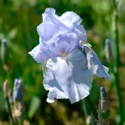 Schwertlilie Blue Sapphire - Blaue Blüten wie Samt