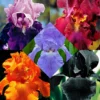 Schwertlilien Mischung 'Magic Melange' (x5) - Fünf Farben, ein Beet