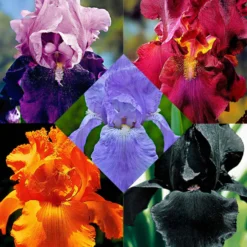 Schwertlilien Mischung 'Magic Melange' (x5) - Fünf Farben, ein Beet