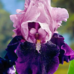 Schwertlilien Mischung 'Magic Melange' (x5) - Fünf Farben, ein Beet