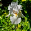 Schwertlilie Wedding Bouquet - Reinweiß und duftend