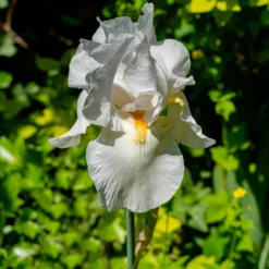Schwertlilie Wedding Bouquet - Reinweiß und duftend