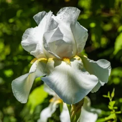 Schwertlilie Wedding Bouquet - Reinweiß und duftend