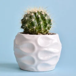 Schwiegermutterstuhl Echinocactus grusonii - Deko-Kugel ohne Aufwand
