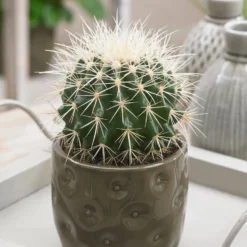 Schwiegermutterstuhl Echinocactus grusonii - Deko-Kugel ohne Aufwand