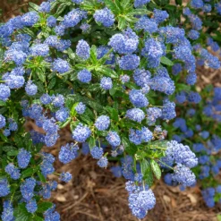 Säckelblume Concha - Blaues Blütenmeer im Mai
