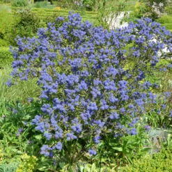 Säckelblume Concha - Blaues Blütenmeer im Mai