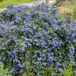 Säckelblume Concha - Blaues Blütenmeer im Mai