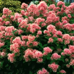 Säckelblume Marie Simon - Rosa Blüten den ganzen Sommer