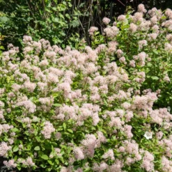 Säckelblume Marie Simon - Rosa Blüten den ganzen Sommer
