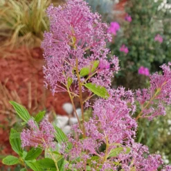 Säckelblume Marie Simon - Rosa Blüten den ganzen Sommer