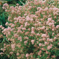 Säckelblume Marie Simon - Rosa Blüten den ganzen Sommer
