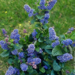 Säckelblume Trewithen Blue - Ein Meer aus Blau im Garten