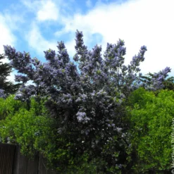 Säckelblume Trewithen Blue - Ein Meer aus Blau im Garten