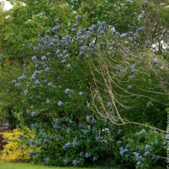 Säckelblume Trewithen Blue - Ein Meer aus Blau im Garten