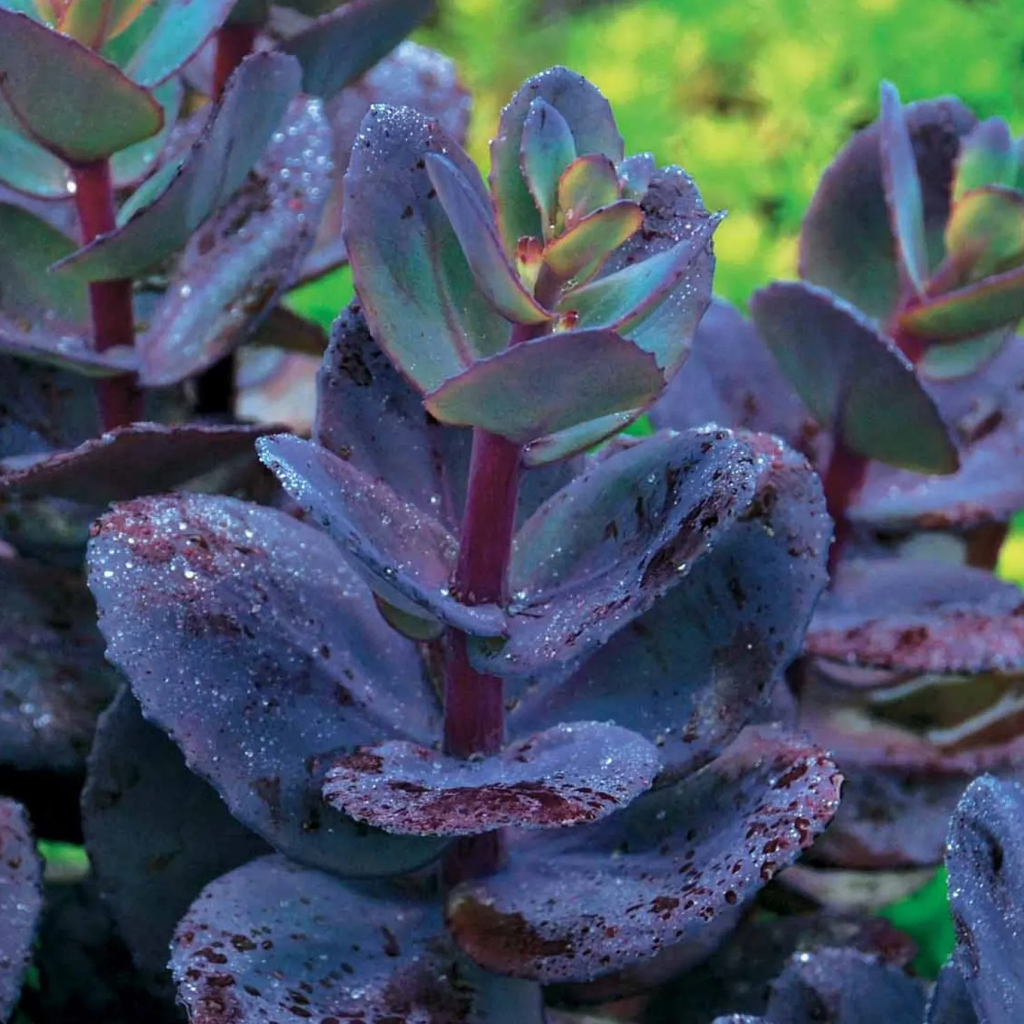 Sedum Blue Pearl - Farbe im Herbstgarten