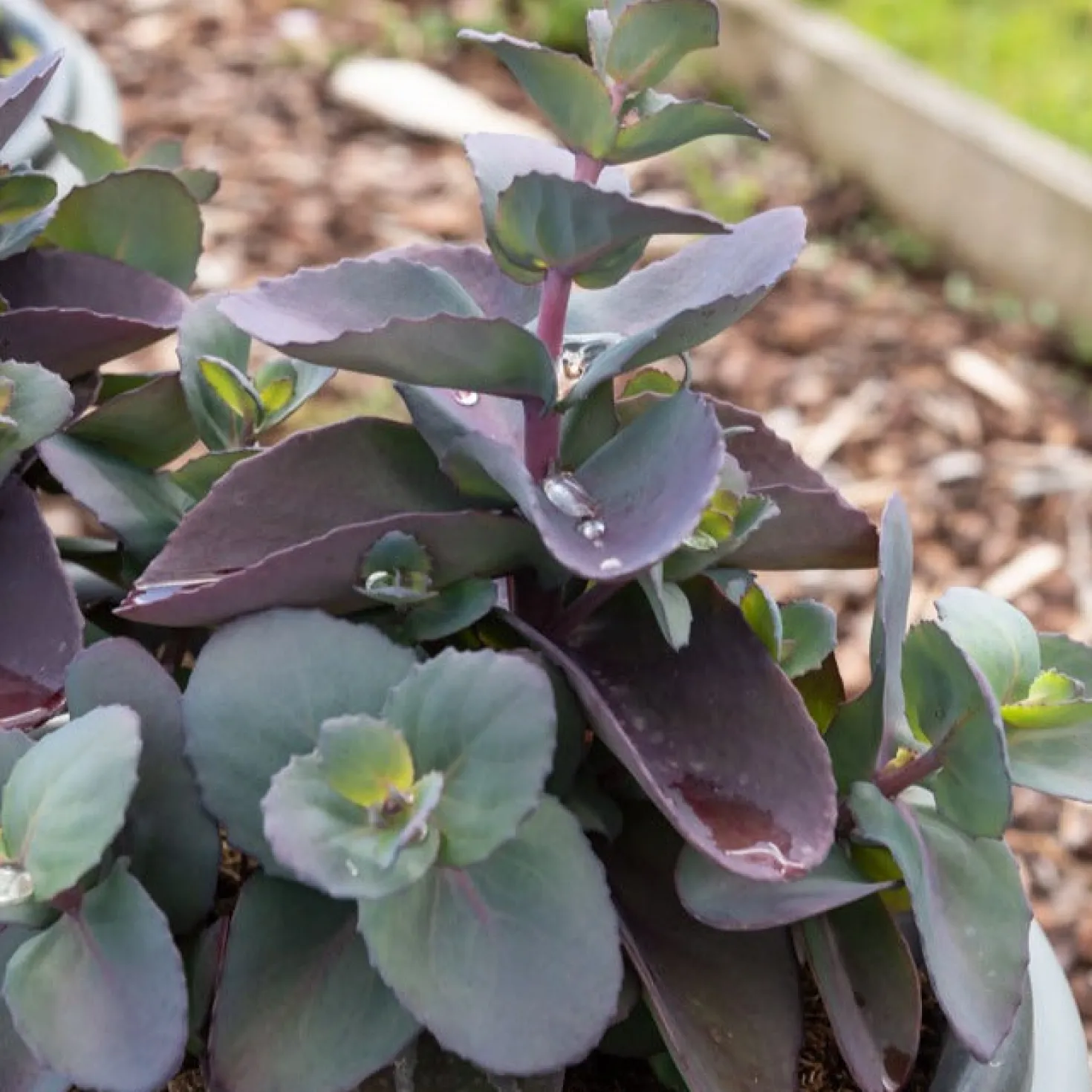 Sedum Blue Pearl - Farbe im Herbstgarten