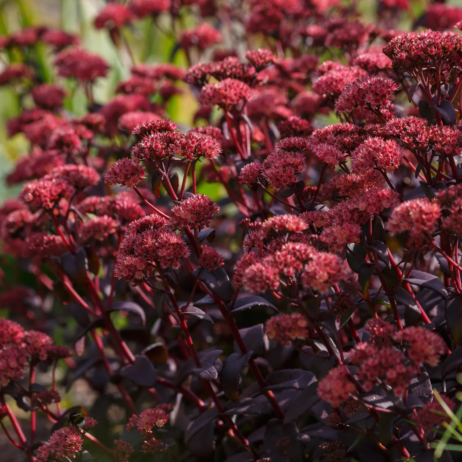 Sedum Blue Pearl - Farbe im Herbstgarten