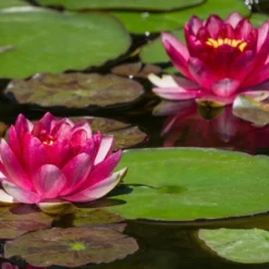 Seerose 'Attraction' - Rote Blüten auf dem Wasser