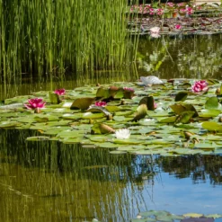 Seerose 'Attraction' - Rote Blüten auf dem Wasser
