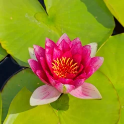 Seerose 'Attraction' - Rote Blüten auf dem Wasser