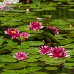Seerose 'Attraction' - Rote Blüten auf dem Wasser