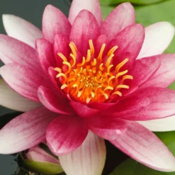 Seerose 'Attraction' - Rote Blüten auf dem Wasser