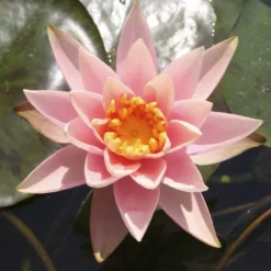 Seerose ‘Colorado’ - Lachsrosa Blüten am Teich