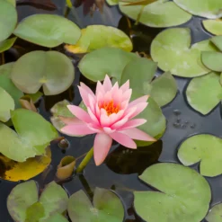Seerose ‘Colorado’ - Lachsrosa Blüten am Teich