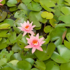 Seerose ‘Colorado’ - Lachsrosa Blüten am Teich