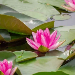 Seerose 'Escarboucle' - Rote Blüten sofort im Teich