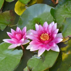 Seerose 'Escarboucle' - Rote Blüten sofort im Teich