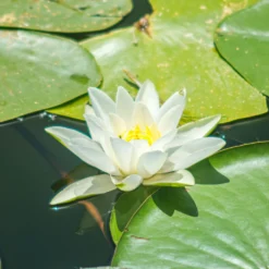 Seerose Gladstoniana - Riesenblüten für den Teich