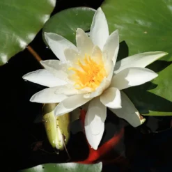 Seerose Gladstoniana - Riesenblüten für den Teich