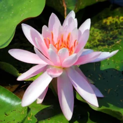 Seerose 'Laydekeri Lilacea' - Farbe für kleine Teiche
